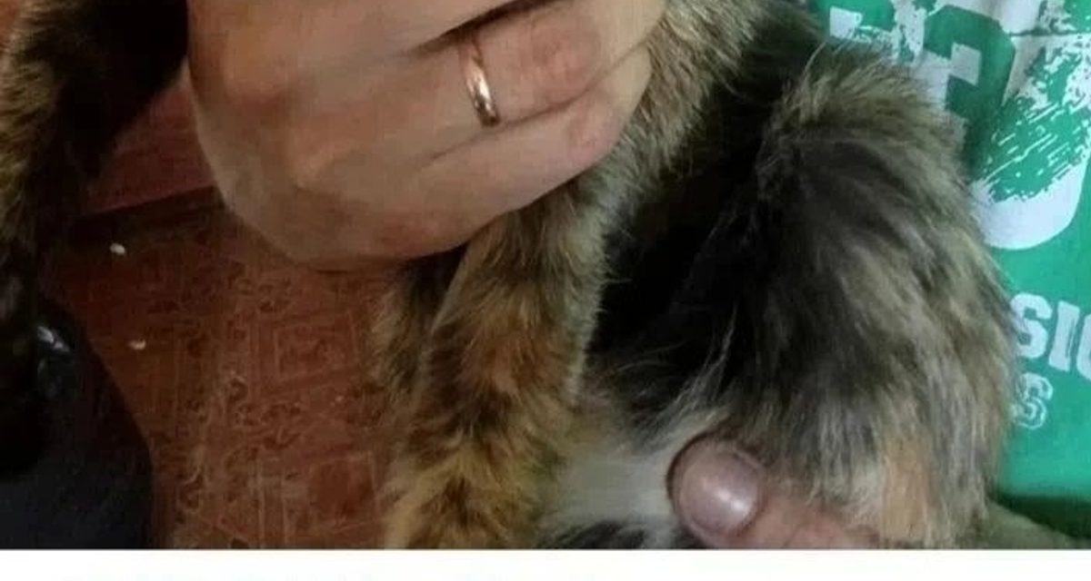 После смерти хозяйки кошка Мурка ищет дом, а двух котят нашли в лесу