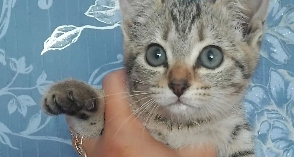 Три котёнка-сестрички ищут дом в Нижнем Тагиле и мурлычут на руках