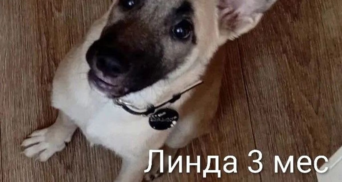 В Нижнем Тагиле две сестрёнки-щенки ищут хозяев: Линда — бандитка, Ася — на ручки
