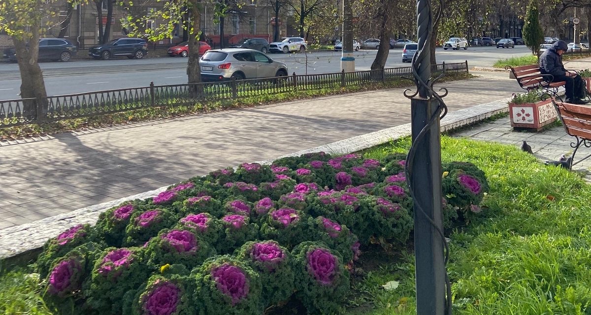 Декоративная капуста превратила сквер на Ленина, 46 в яркий осенний арт-объект